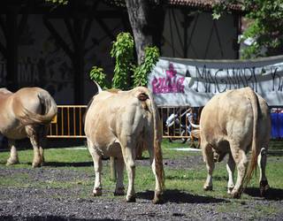 Salgai daude dagoeneko Magnari Kaka zozketako txartelak