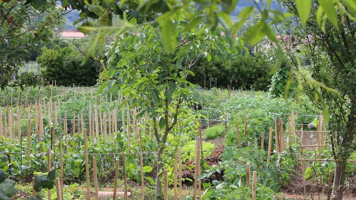 Ruthen baratzean sar-atera