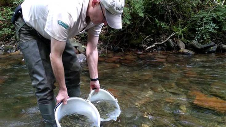 Urumean eta Leitzaranen 20.000 izokin gazte askatu ditu Gipuzkoako Foru Aldundiak