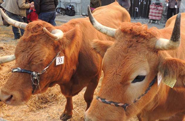 Azaro hondarrean  helduko da feria giroa Lesakara