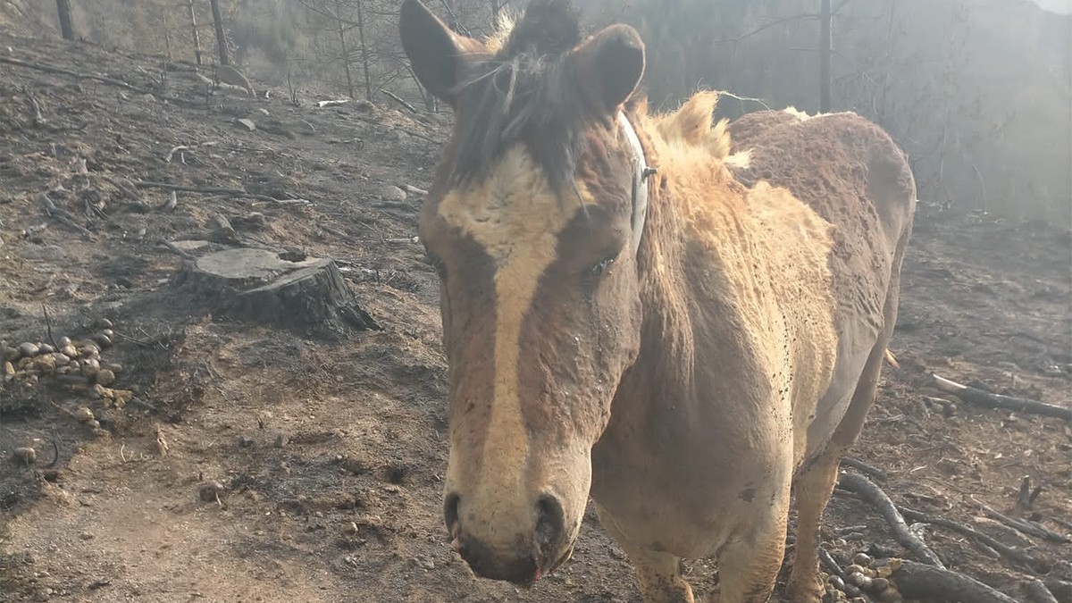 Aziendentzat jatekoa eta botikak biltzen hasi da Berako Udala