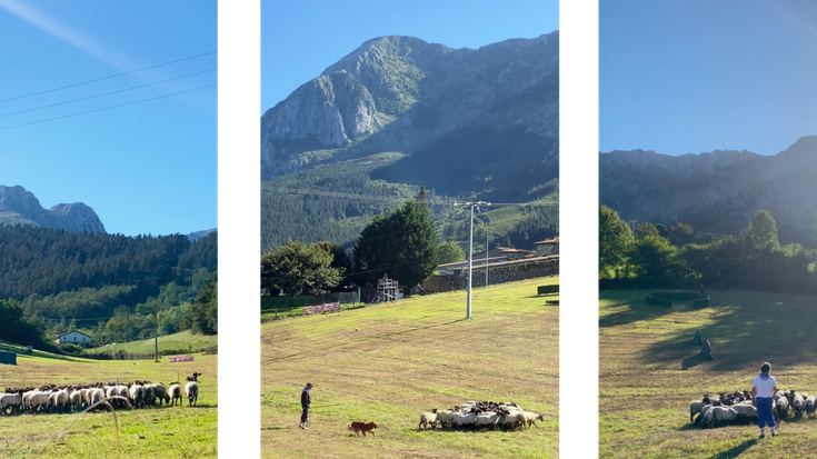 Euskal Herriko ardi txakur txapelketan parte hartu du baztandarrak