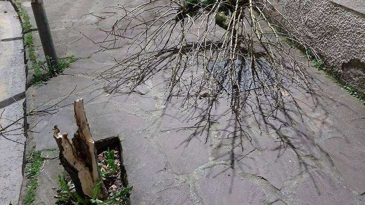 Zuhaitza moztuta eta loreak puskatuta agertu dira inauterietako astelehen gauean Beran