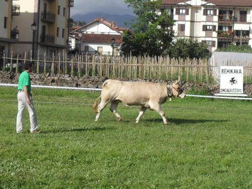 Xorroxin Irratiak antolatutako Behikaka.com ekimenaren 3. edizioa  uztailaren 24an