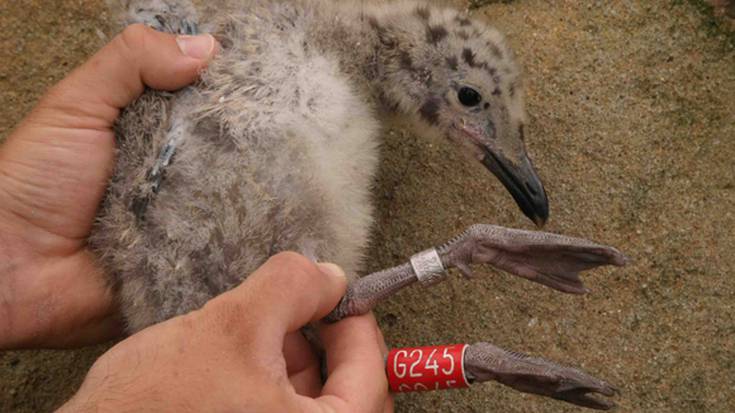 Urriaren 3an eginen dute Baztango txorien eraztuntzea