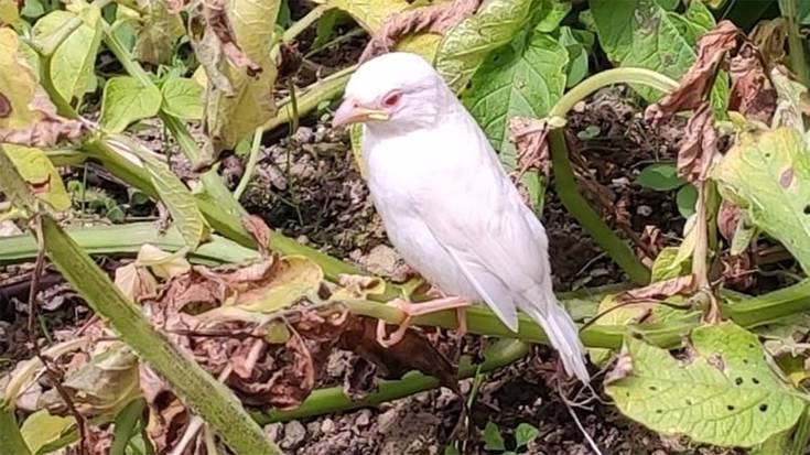 Txolarre albinoa ikusi dute Aranon