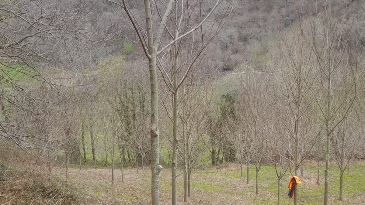 Hainbat plantazio egin dituzte Donamarian