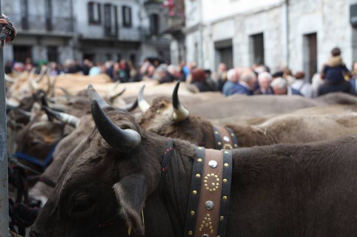 Bortzirietako abeltzainek ez dute aziendarik plazaratuko aurtengo Lesakako Ferietan