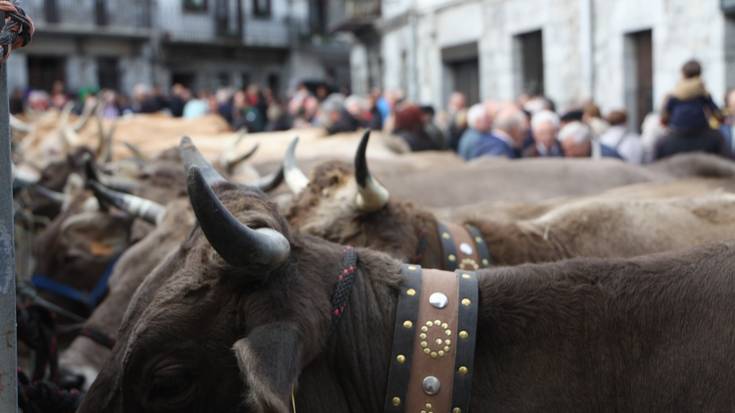 Bortzirietako abeltzainek ez dute aziendarik plazaratuko aurtengo Lesakako Ferietan