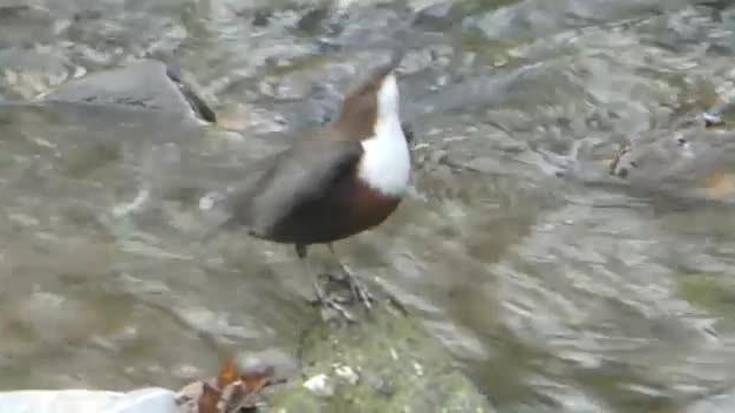 Berako Zia errekan ur-zozoa arrantzan