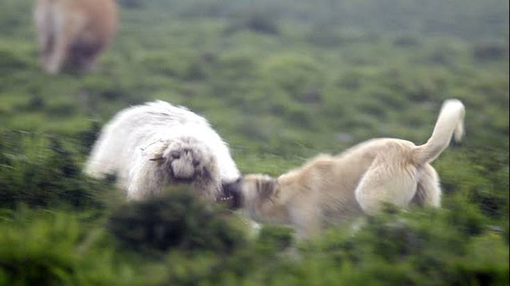 Aziendak hurbil daudenean zakurrak lotzeko «jabeak duen ardura» oroitarazten duen ordenantza onartu du Berako Udalak