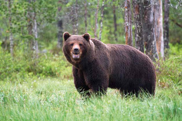 «Natura bizia eta animaliak trankil bizi diren oihan eremuak daude Finlandian» 
