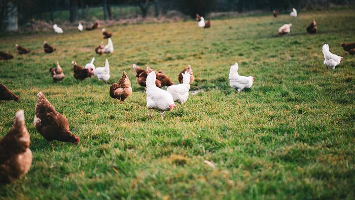 Abeltzaintza dibertsifikatuari buruzko tailerra eginen dute azaroaren 24an eta 25ean Donezteben