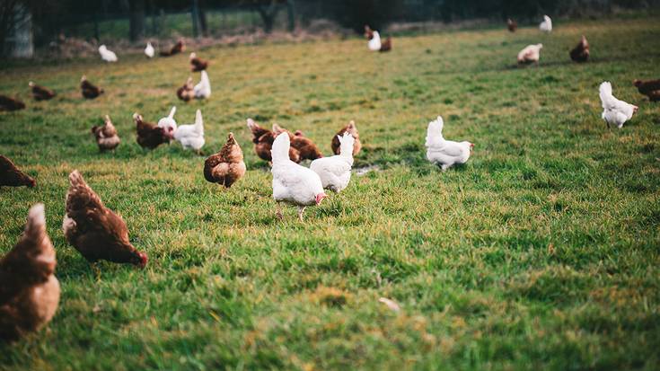 Abeltzaintza dibertsifikatuari buruzko tailerra eginen dute azaroaren 24an eta 25ean Donezteben