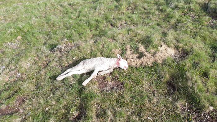 Aziendei egindako erasoengatik, txakurren jabeei lotuak eramateko eskatu die Iturengo Udalak