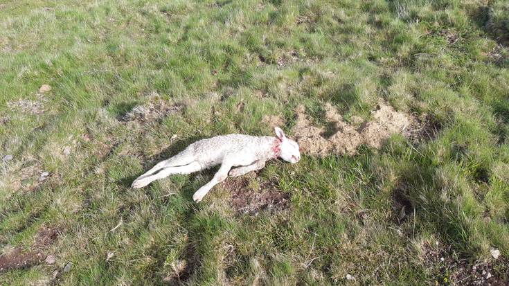 Aziendei egindako erasoengatik, txakurren jabeei lotuak eramateko eskatu die Iturengo Udalak