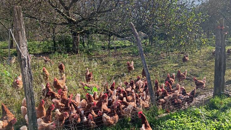 «Abereak entzerratzea paranoikoa eta irrazionala da»