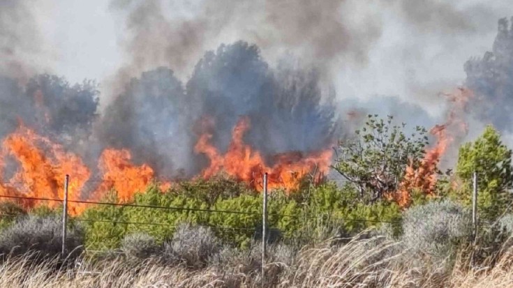 Berako Amezmendi eta Zigorriaga inguruetako herri lurretan oihan berritze lanak hasi dituzte