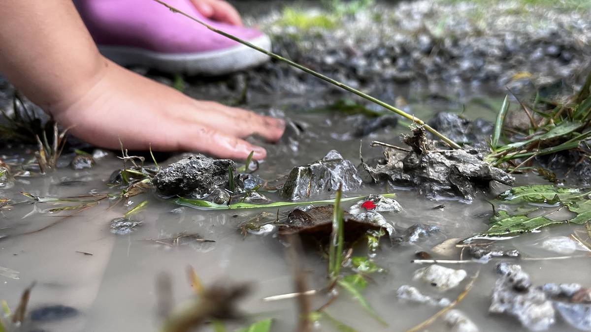 Biofilia proiektuan murgildu da Lesakako Tantirumairu Ikastola