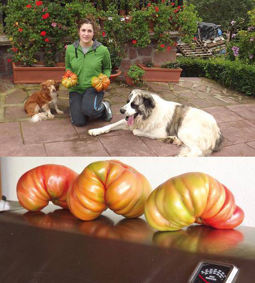Tomate ederrak bildu dituzte