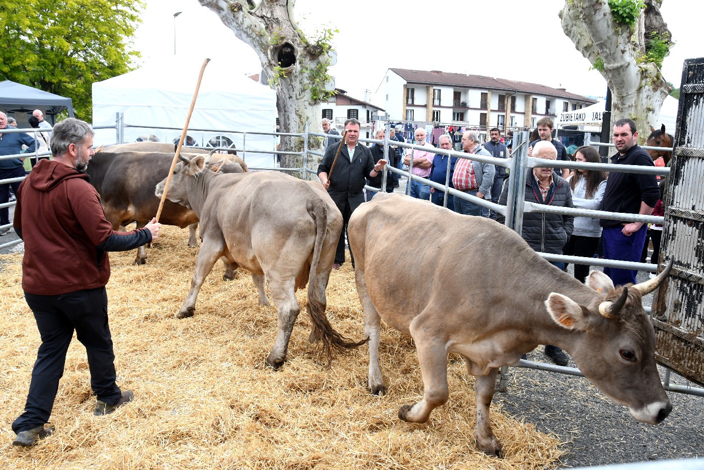 Doneztebeko Udaberriko Feria eta XVII. Ahari Lehiaketa eginen dute ortziralean