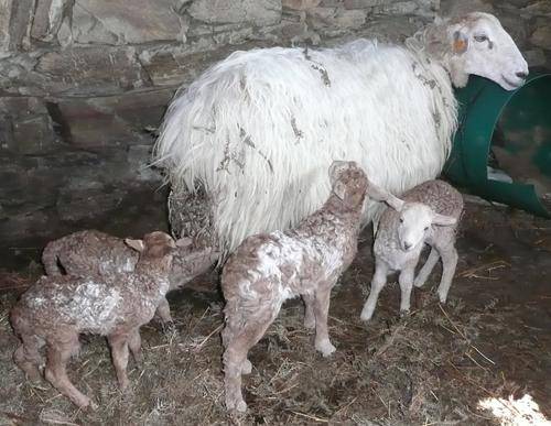 Ardi batek lau bildots 