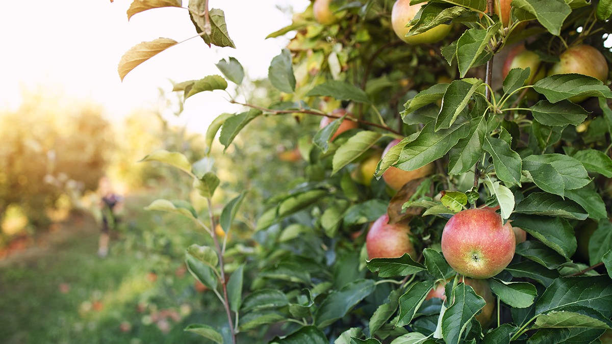 Fruitikultura ekologikorako hastapen ikastaroa eginen dute apirilaren 9an Donezteben