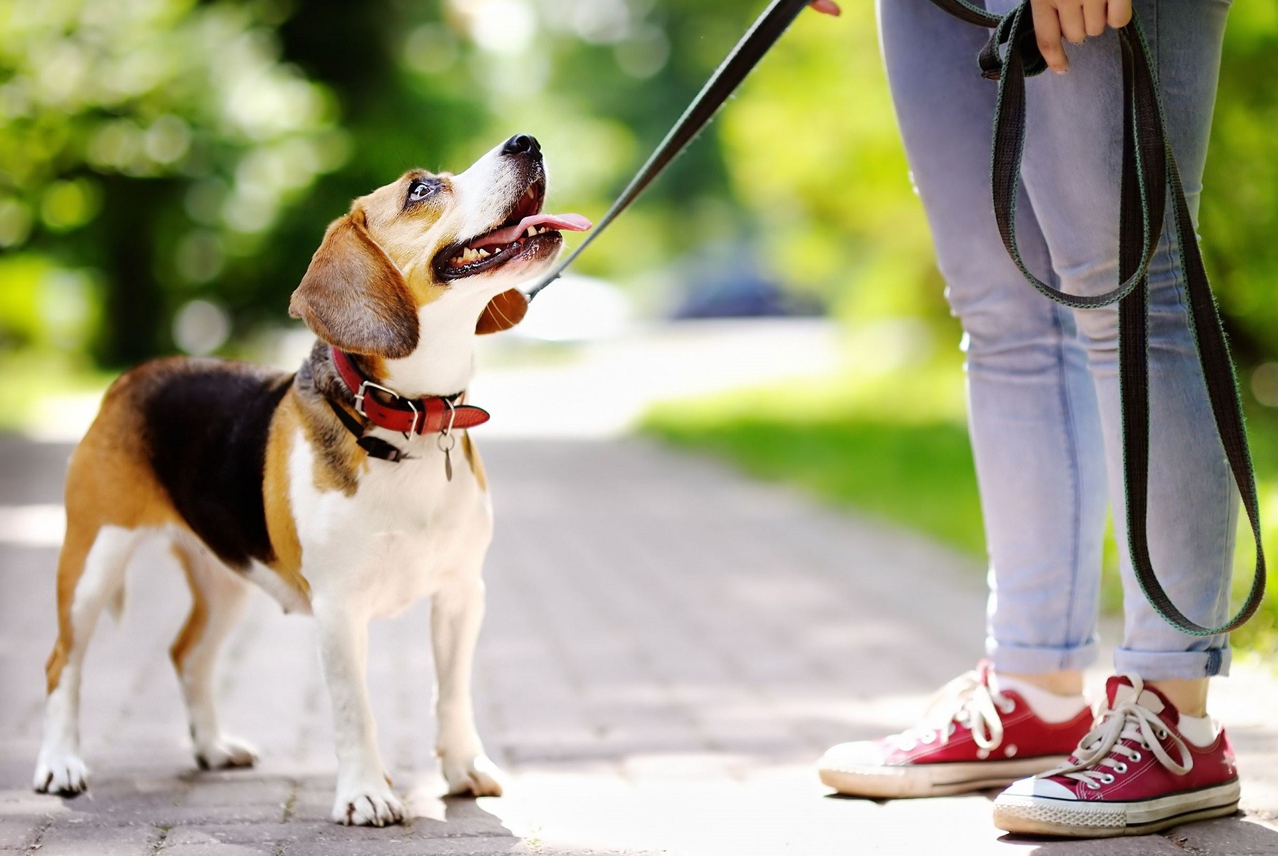 Txakurrak eta bertze etxeko animaliak edukitzea arautzen duen ordenantza onartu du Lesakako Udalak