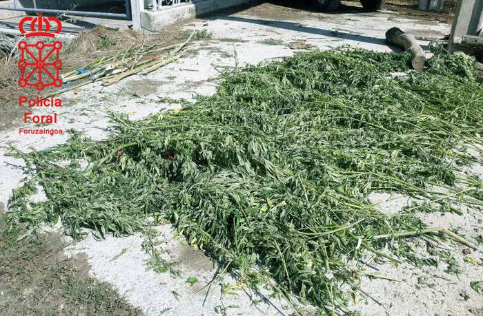 Marihuana plantazio bat atzeman dute Leitzan