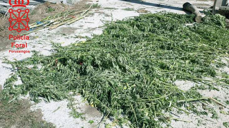 Marihuana plantazio bat atzeman dute Leitzan