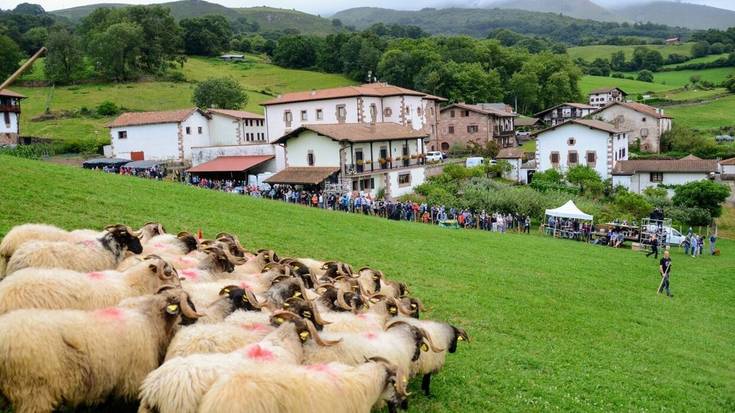 50 urte beteko ditu aurten Amaiurko Artzain Zakur Txapelketak