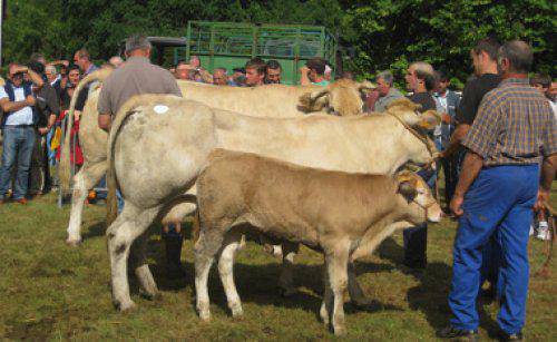Beñat Zundak irabazi du behi gorrien txapelketa eta Geroari ustiapenak Holsteinena