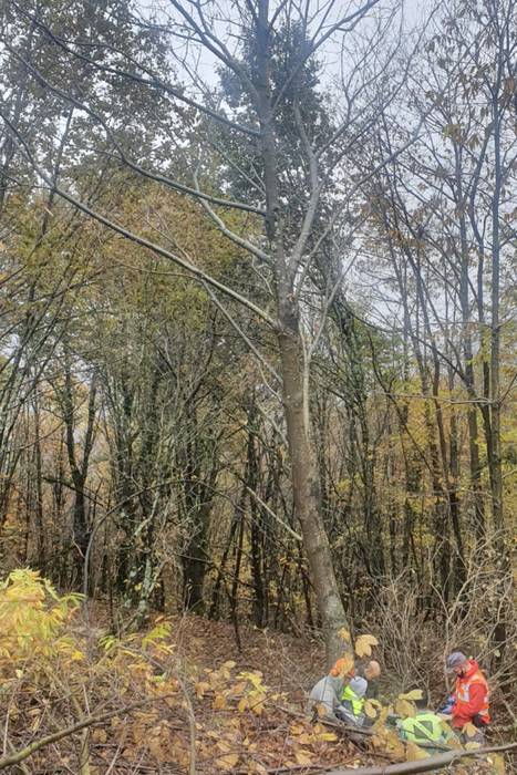 Mendiko langile bat zauritu da Beran arbolak botatzen ari zenean