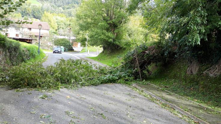 Alkaiagan haizeak zuhaitza bota du bidera