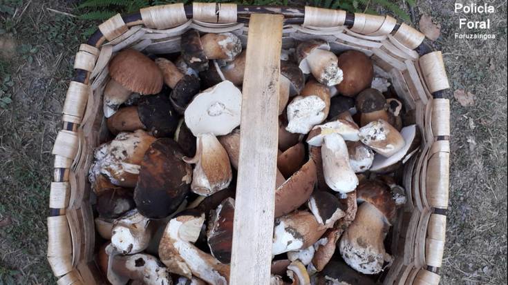 Bertizko Natur Parkean baimenik gabe onddoak biltzeagatik 20 isun paratu dituzte