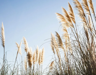 Espezie inbaditzaileei buruzko solasaldia eginen dute ortzegunean Beran