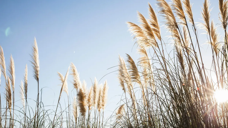 Espezie inbaditzaileei buruzko solasaldia eginen dute ortzegunean Beran