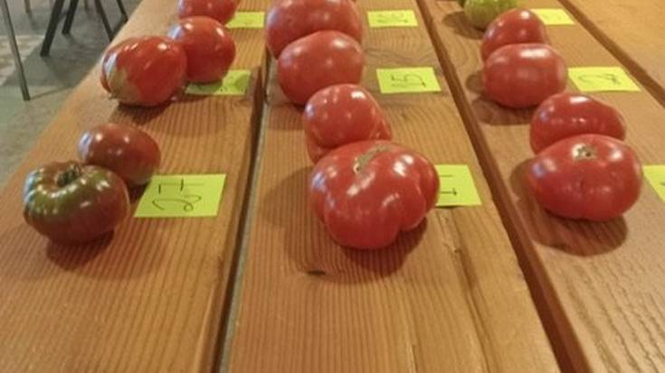 Gagotarren tomateek badute bere historia