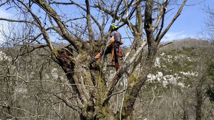 Gaztainadi zaharrak kontserbatzeko saioa eginen dute ortzegunean Arantzan