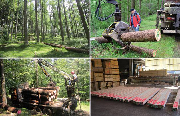 Douglas izeia eta alertze japoniarraren ezaugarriak ikertzen ari dira Europako eta eraikuntzako araudiek diotenari egokitzeko 