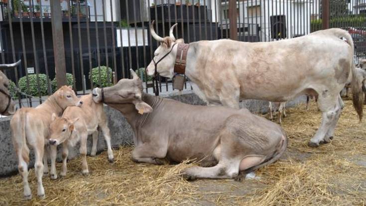 Azienda feria giro onarekin iragan da Beran